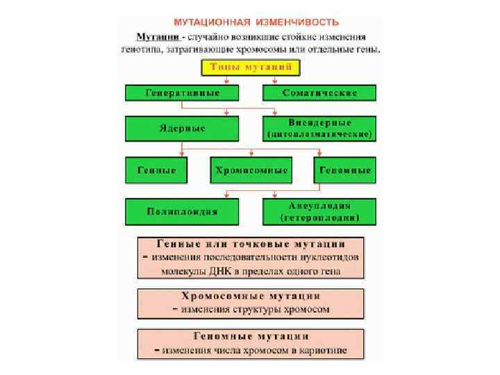 Мутационная изменчивость схема