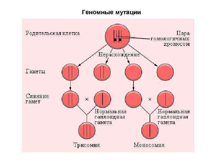 Геномные мутации проект