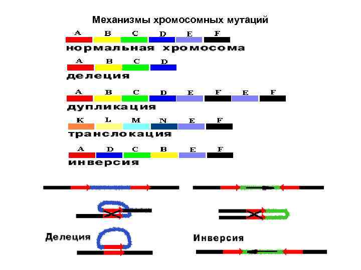 Хромосомные мутации схемы