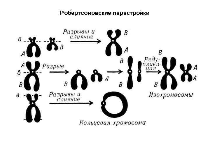 Робертсоновские перестройки 