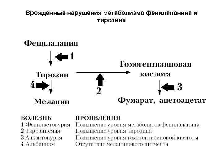 Ферменты фенилаланина. Метаболизм фенилаланина и тирозина биохимия. Врожденные нарушения обмена веществ. Врожденные нарушения метаболизма. Схема обмена фенилаланина и тирозина.