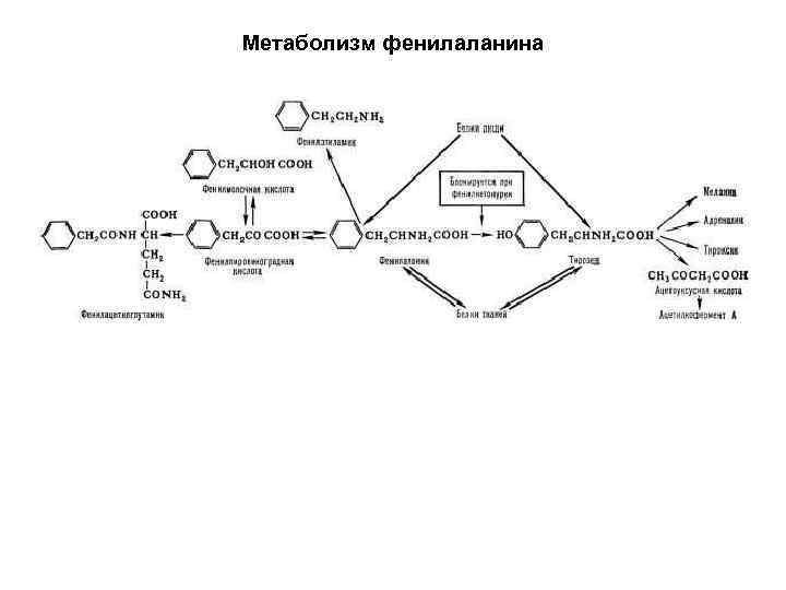 Схема метаболизма фенилаланина