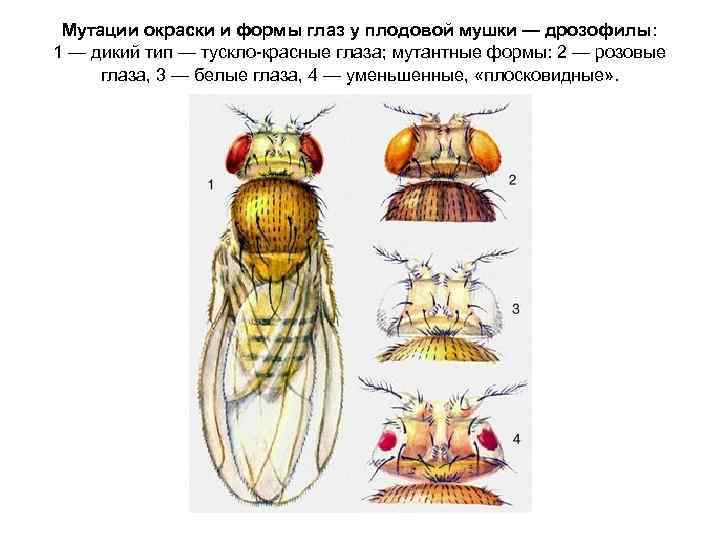 Разные наследственные формы мухи дрозофилы картинки