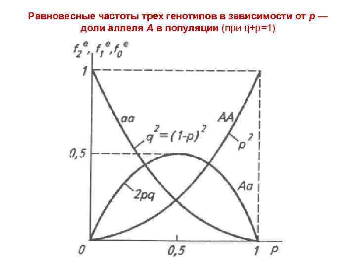 Равновесные частоты трех генотипов в зависимости от р — доли аллеля А в популяции