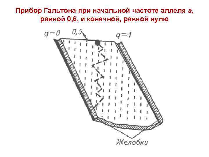 Свисток гальтона. Доска Гальтона. Прибор Гальтона. Линейка Гальтона. Доска Гальтона распределение.