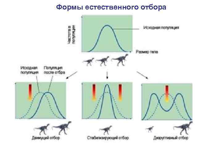 Формы естественного отбора 