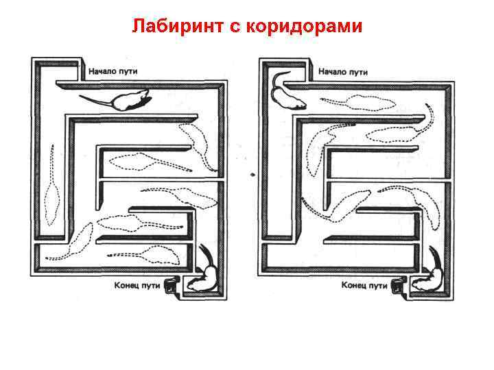 Лабиринт с коридорами 