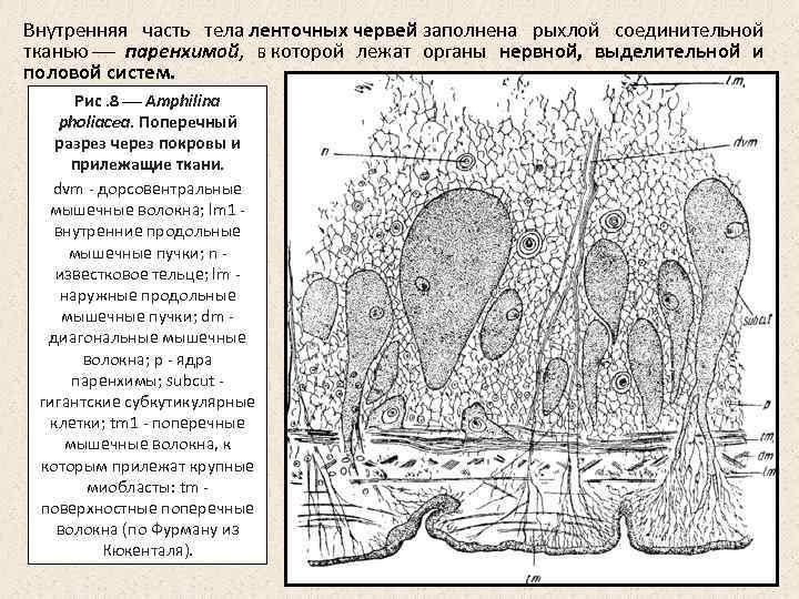 Внутренняя часть тела ленточных червей заполнена рыхлой соединительной тканью паренхимой, в которой лежат органы