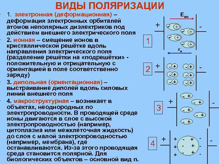 ВИДЫ ПОЛЯРИЗАЦИИ • 1. электронная (деформационная) – деформация электронных орбиталей атомов неполярных диэлектриков под