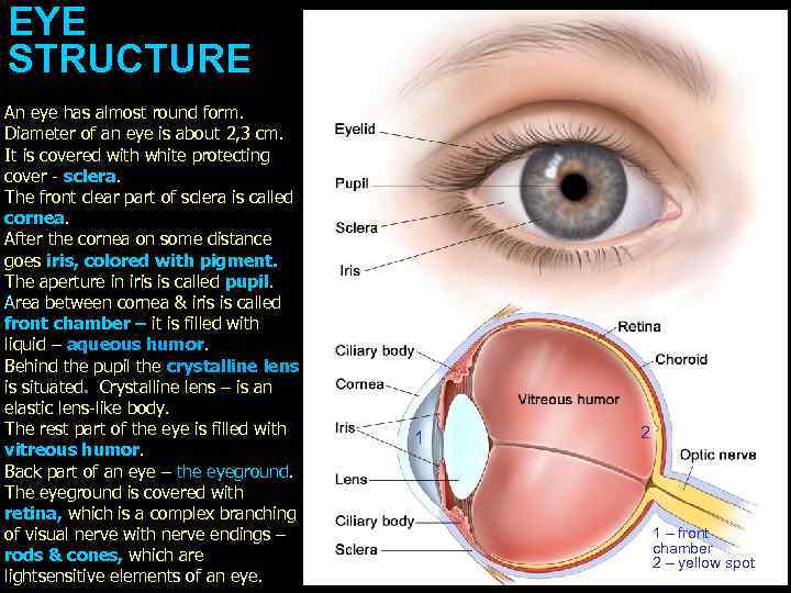 EYE STRUCTURE An eye has almost round form. Diameter of an eye is about