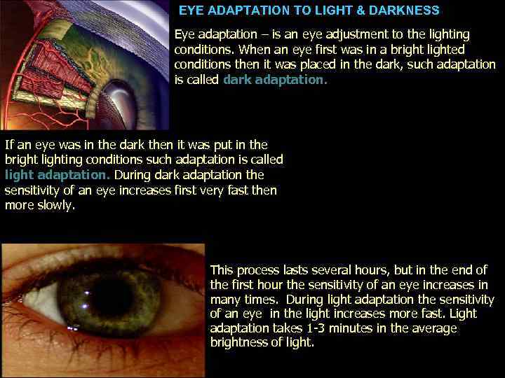 EYE ADAPTATION TO LIGHT & DARKNESS Eye adaptation – is an eye adjustment to