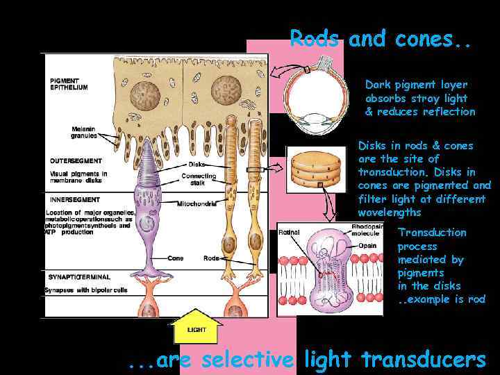 Rods and cones. . Dark pigment layer absorbs stray light & reduces reflection Disks