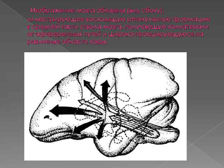 Изображение мозга обезьяны (вид сбоку), иллюстрирующее восходящую ретикулярную формацию в средней части ствола мозга,