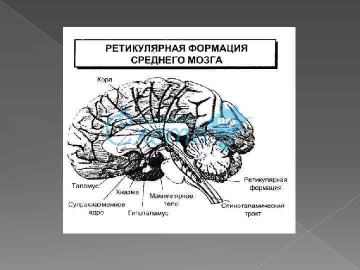 Ретикулярная формация мозга. Ретикулярная формация мозга материалы Детройтского конгресса 1962. Ретикулярная формация средний мозг кора. Ретикулярная активирующая система мозга. Активирующая ретикулярная формация.