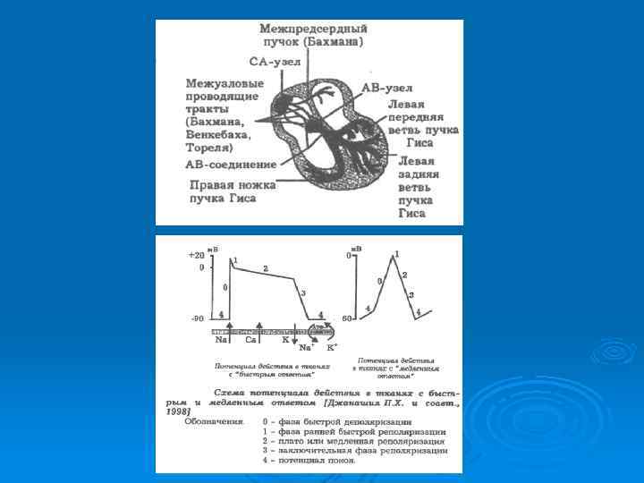 Нарушение ритма и проводимости сердца презентация