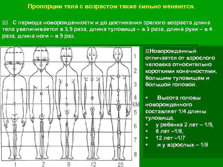 Пропорции тела с возрастом также сильно меняются. Ш С периода новорожденности и до достижения