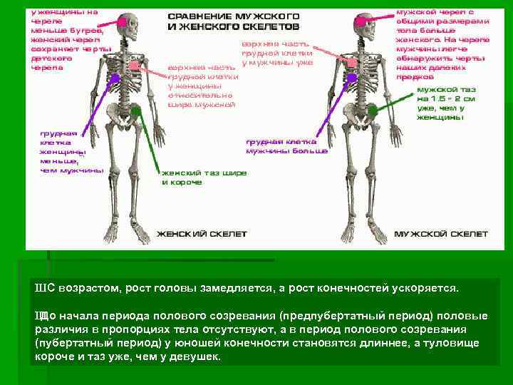 Фото человека в полный рост анатомия