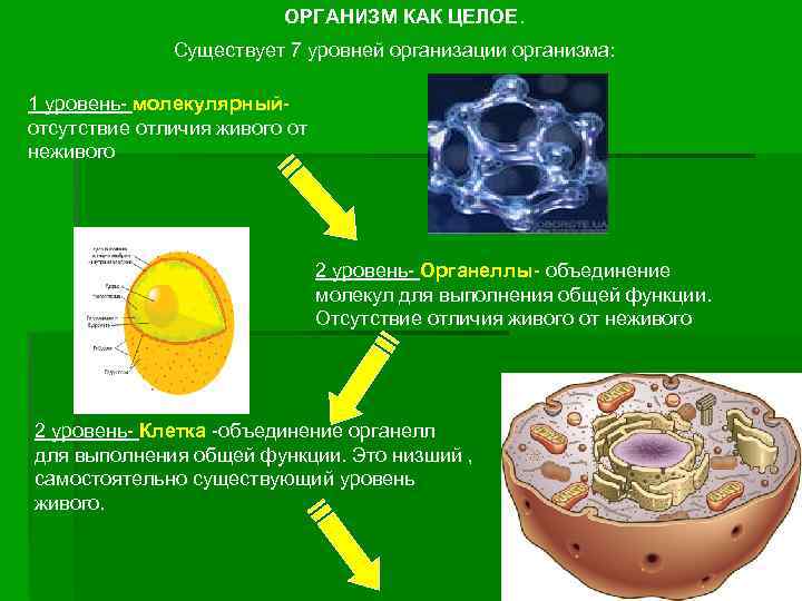 ОРГАНИЗМ КАК ЦЕЛОЕ. Существует 7 уровней организации организма: 1 уровень- молекулярныйотсутствие отличия живого от