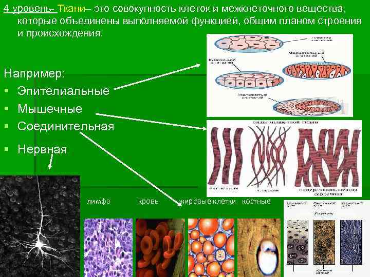 4 уровень- Ткани– это совокупность клеток и межклеточного вещества, которые объединены выполняемой функцией, общим
