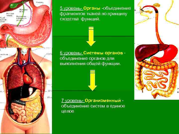 5 уровень- Органы -объединение фрагментов тканей по принципу сходства функций. 6 уровень- Системы органов