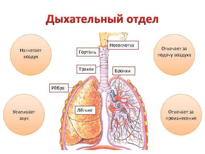 Речевые отделы