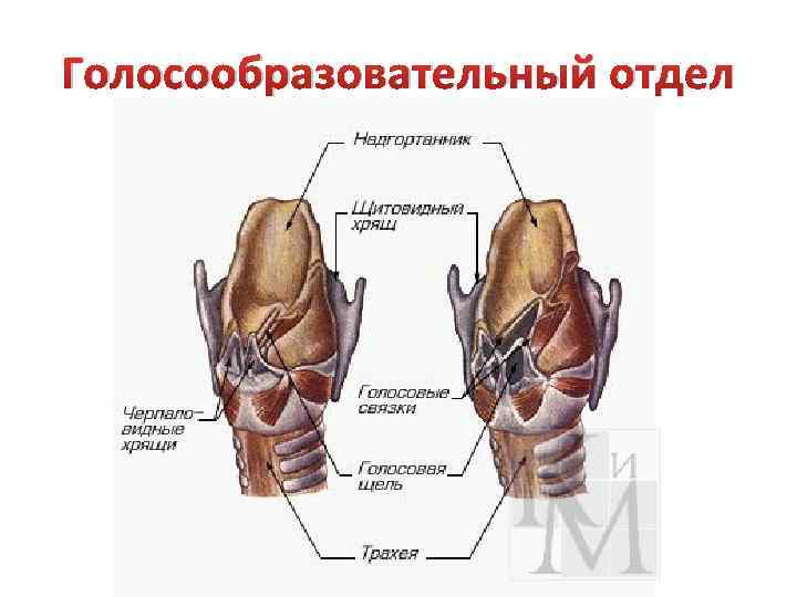 Голосообразовательный отдел 