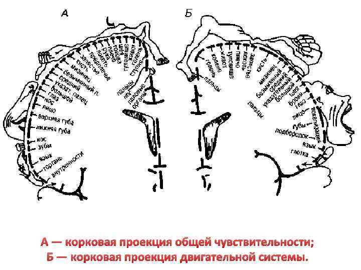 А — корковая проекция общей чувствительности; Б — корковая проекция двигательной системы. 