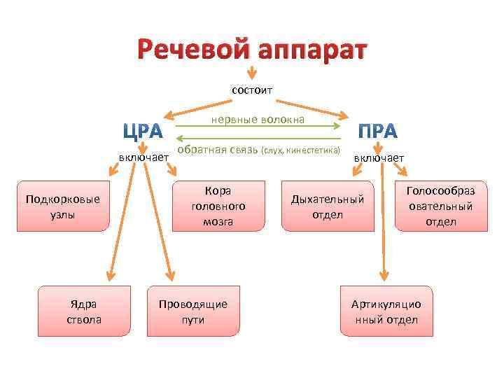Речевой аппарат состоит нервные волокна включает Подкорковые узлы Ядра ствола обратная связь (слух, кинестетика)