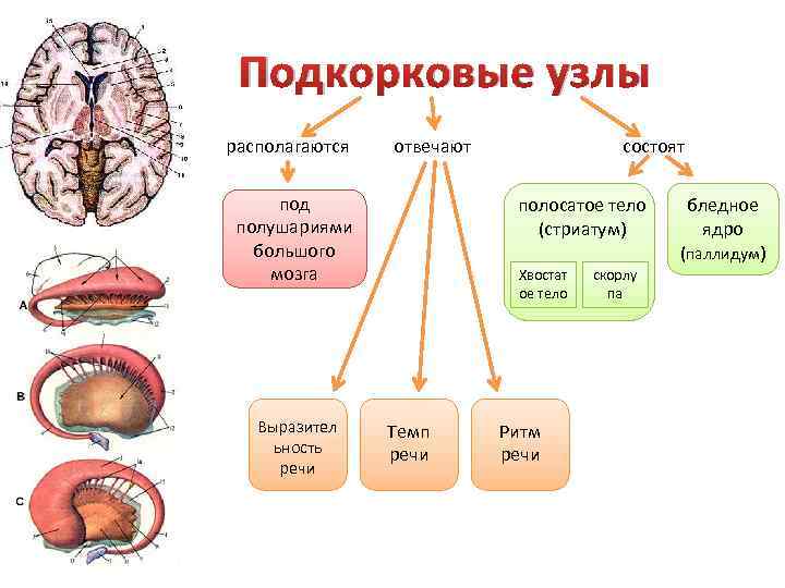 Подкорковые узлы располагаются отвечают под полушариями большого мозга Выразител ьность речи состоят полосатое тело