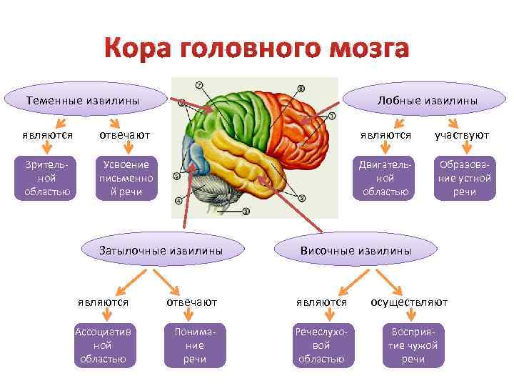 Кора головного мозга Теменные извилины Лобные извилины являются отвечают являются участвуют Зрительной областью Усвоение