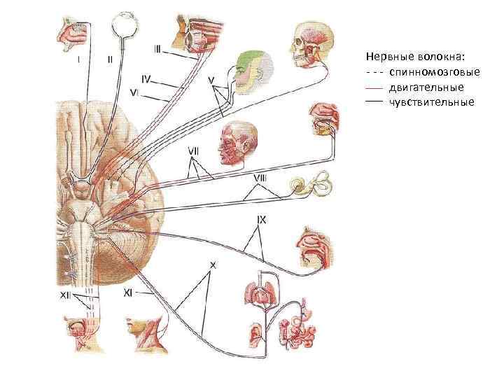Нервные волокна: - - - спинномозговые двигательные чувствительные 