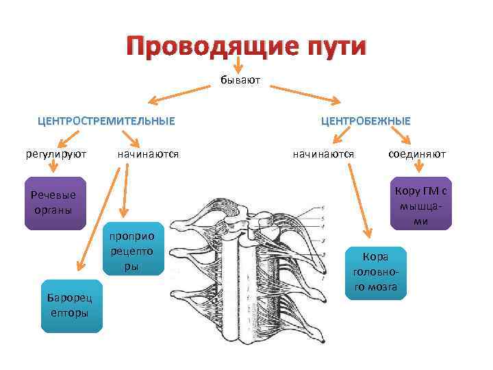 Проводящие пути бывают ЦЕНТРОСТРЕМИТЕЛЬНЫЕ регулируют начинаются соединяют Кору ГМ с мышцами Речевые органы проприо