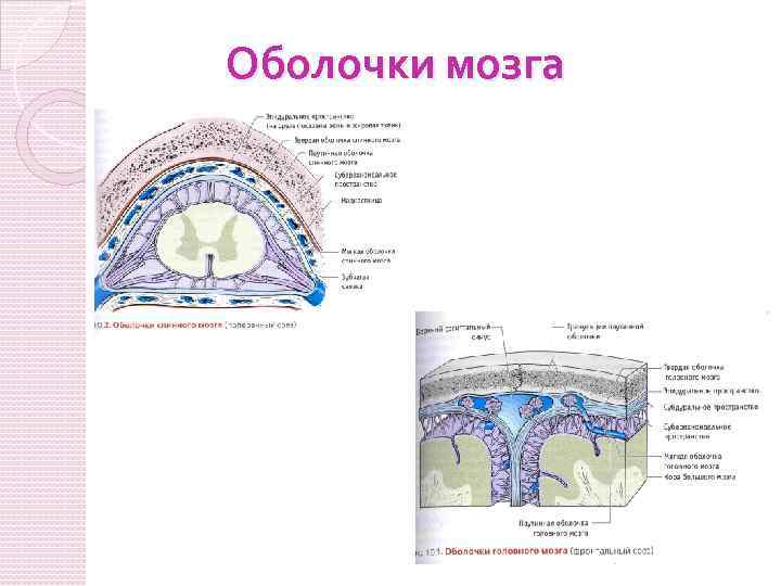 Оболочки головного мозга схема