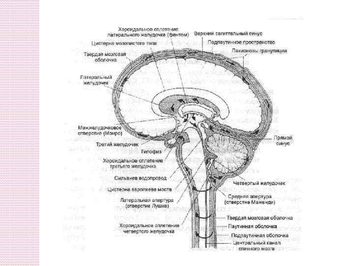 Ликворные пространства. Схема системы циркуляции цереброспинальной жидкости. Схема желудочки головного и спинного мозга. Схема циркуляции спинномозговой жидкости. Циркуляция ликвора анатомия схема.