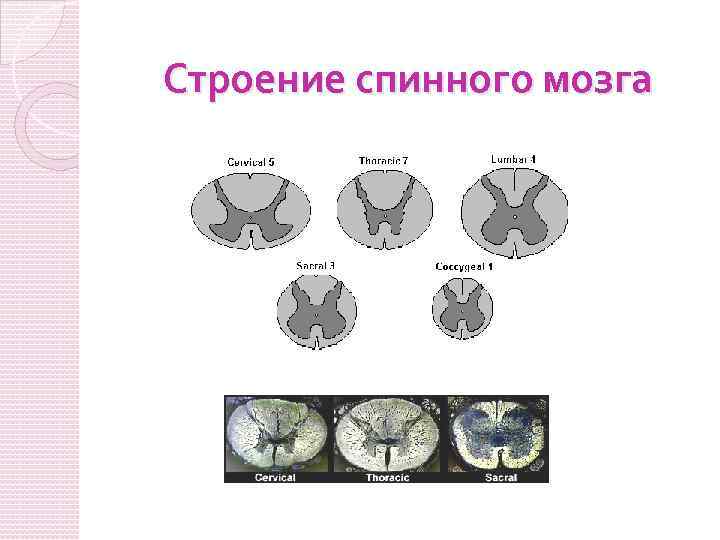 Строение спинного мозга 