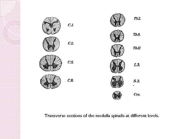 Transverse sections of the medulla spinalis at different levels. 