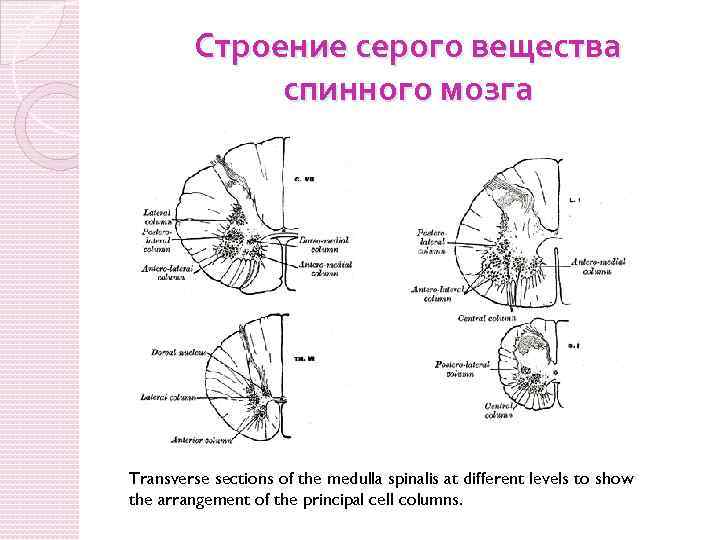 Строение серого вещества спинного мозга