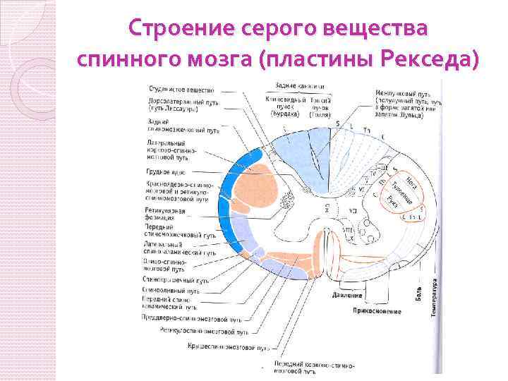 Серое вещество спинного. Пластины Рекседа спинного мозга. Пластины Рекседа и ядра спинного мозга. Пластины серого вещества спинного мозга. Строение серого вещества спинного мозга ядра.