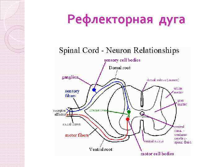 Рефлекторная дуга схема спинной мозг