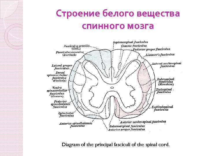 Строение белого вещества спинного мозга Diagram of the principal fasciculi of the spinal cord.