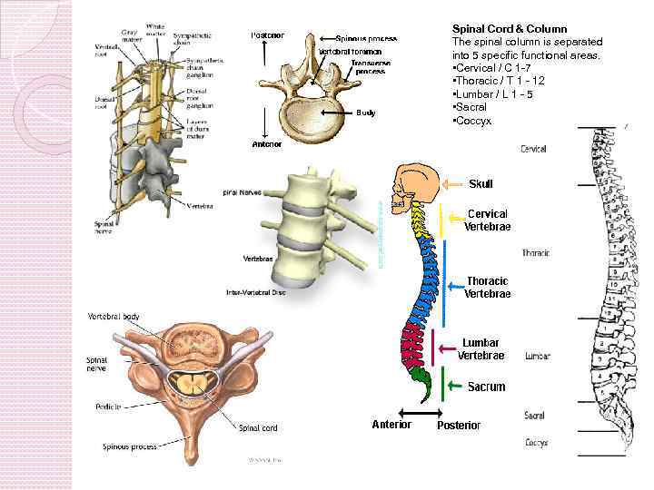 Spinal Cord & Column The spinal column is separated into 5 specific functional areas.