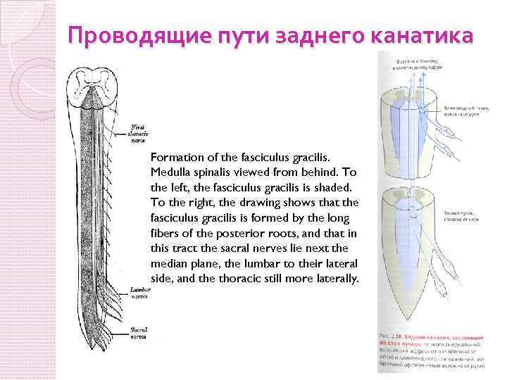 Проводящие пути заднего канатика Formation of the fasciculus gracilis. Medulla spinalis viewed from behind.