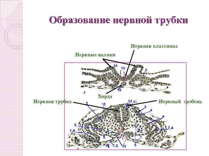 Нервная пластинка