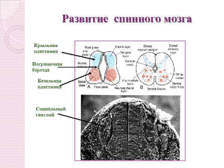 Пограничная борозда