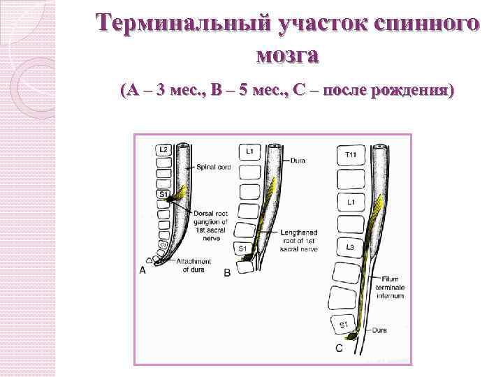 Терминальный участок спинного мозга (А – 3 мес. , В – 5 мес. ,