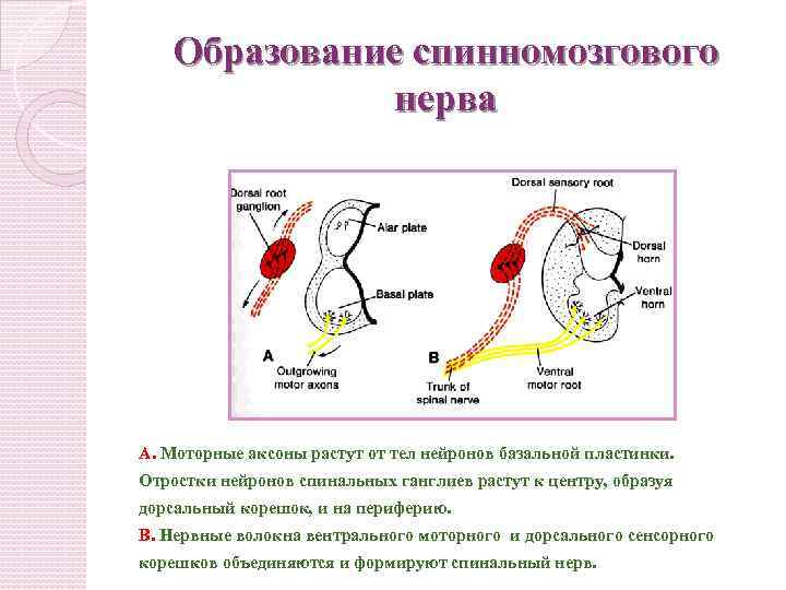 Образование спинномозгового нерва А. Моторные аксоны растут от тел нейронов базальной пластинки. Отростки нейронов