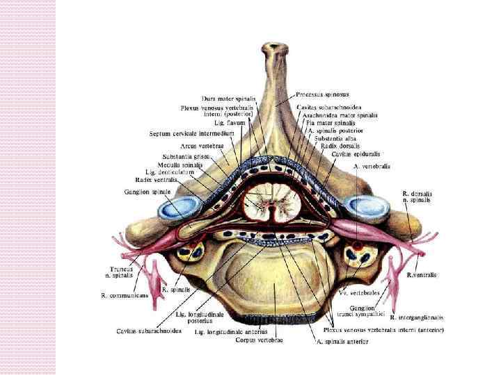 Спинной мозг презентация анатомия