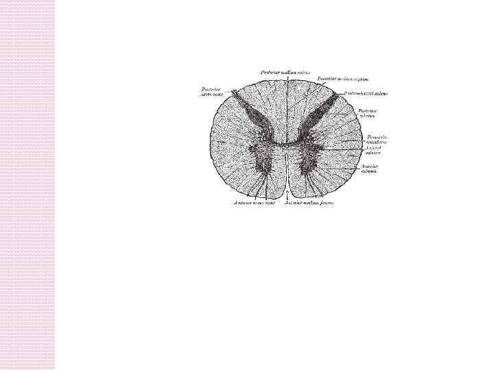 Поперечный срез спинного мозга рисунок гистология