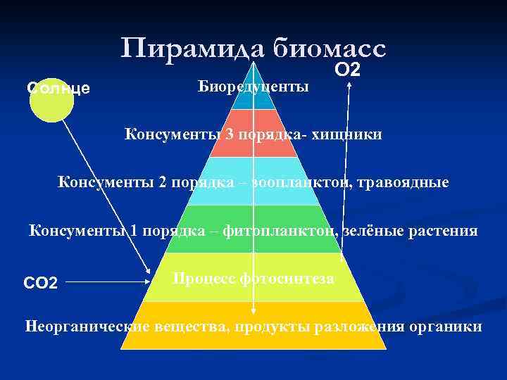 Пирамида биомасс Солнце Биоредуценты О 2 Консументы 3 порядка- хищники Консументы 2 порядка –
