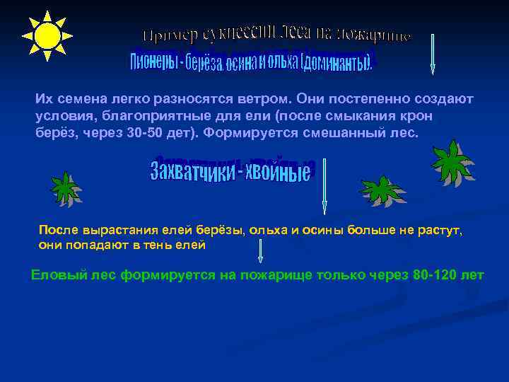 Их семена легко разносятся ветром. Они постепенно создают условия, благоприятные для ели (после смыкания